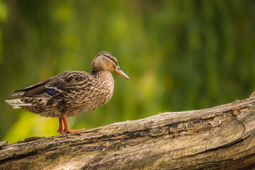 Ente am Wasser im Sommer als Close up