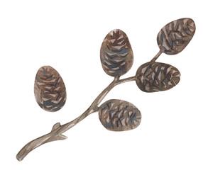 Watercolor vintage illustration of alder cones isolated on white background.