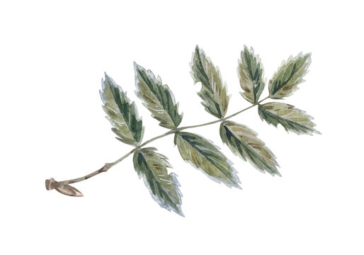 Watercolor illustration of rowan leaves isolated on white background.