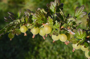green gooseberry branch in summer