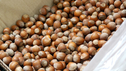 A box of many beautiful hazelnuts in shell