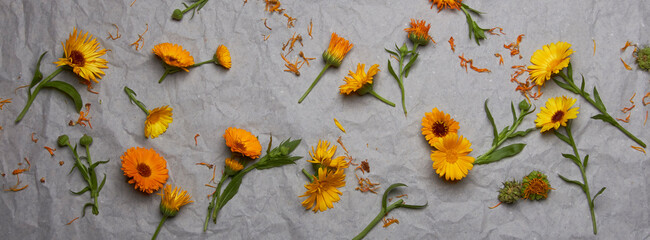 Calendula officinalis Marigold orange flower mockup template pattern banner design. Top shot arrangement on paper texture background with petals.
