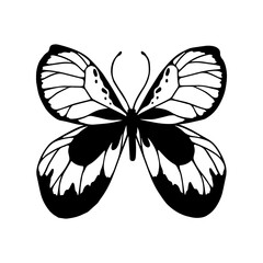 Linear sketch, winged insect doodle, butterflies.Vector graphics.