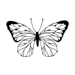 Linear sketch, winged insect doodle, butterflies.Vector graphics.
