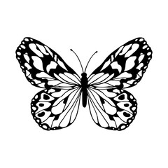 Linear sketch, winged insect doodle, butterflies.Vector graphics.