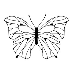 Linear sketch, winged insect doodle, butterflies.Vector graphics.