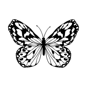 Linear sketch, winged insect doodle, butterflies.Vector graphics.