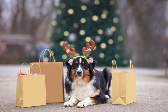 Aussie dog Australian Shepherd near the Christmas tree with bags for gifts