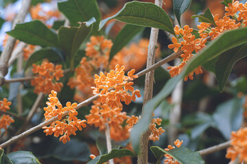 日本の秋10月ごろに咲き始める香りの強い可愛い金木犀 キンモクセイの花
