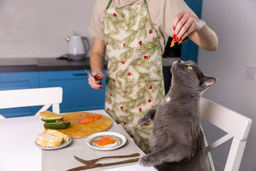 The girl feeds the British cat in the kitchen.