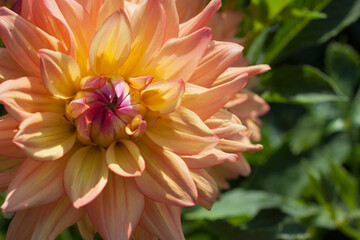 A beautiful dahlia in the summer garden.