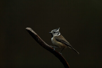 European Crested tit, Kuifmees, Lophophanes cristatus