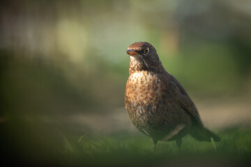 Common blackbird, Merel, Turdus merula