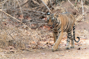 Tiger, Bengal Tiger (Panthera tigris Tigris), walking in Bandhavgarh National Park in India                                                                                                             