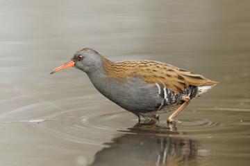 Water rail, Waterral, Rallus aquaticus