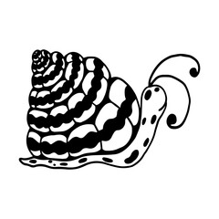 Linear sketch, snail doodle.Vector graphics.