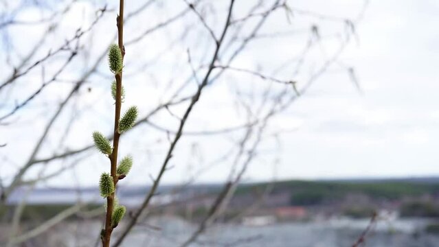 Willow or sallow or osier from the genus Salix branch with swollen buds against blurred background of other branches. Copy space for text.