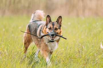 Funny mixed breed Dog Play With Wooden Stick In Park.
