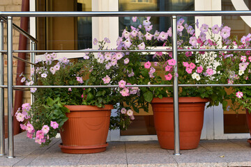 Flower beds with bright flowers in summer in the city. Potted flowers in the summer city.