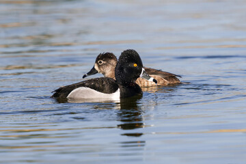 A Ring-necked duck drake crossing the path of a female Ring-necked duck as they swim by each other around a lake in Springtime.