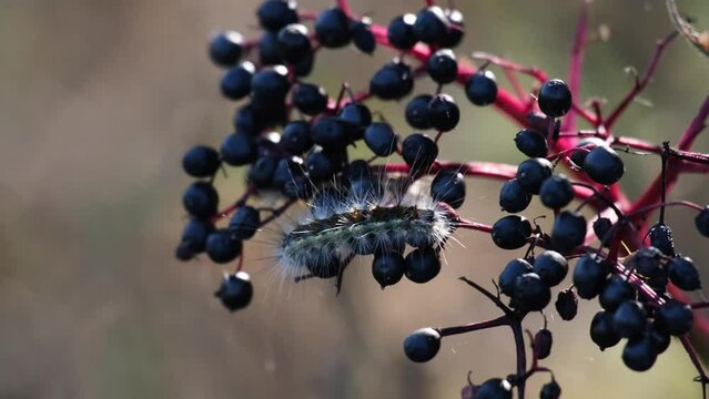 Close up of Fall webworm moth caterpillar (Hyphantria cunea) walking or crawling on beautiful black berries. Autumn scenery with a furry worm and fresh European elder or elderberry (Sambucus nigra).