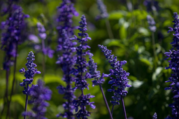 Fototapeta premium Spring tones and textures. Blue sage field.
