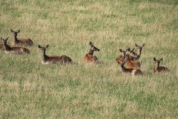 Naklejka premium fallow deer on a grassy meadow