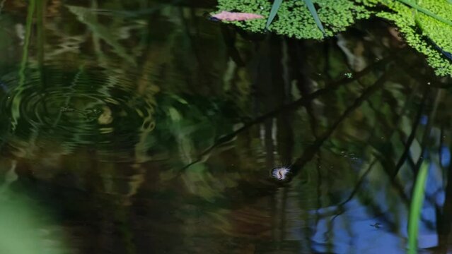 Fall webworm moth caterpillar (Hyphantria cunea) swimming on the clear water surface near fresh green plants. Worm invasion. Tiny animal fell in the river. Autumn wetland scenery from Hungary. 4K