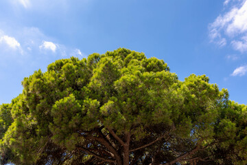 Green leaves of pine tree under blue sky, Conifer tree or shrub in the genus Pinus of the family Pinaceae, Pinus is the sole genus in the subfamily Pinaceae, Nature greenery background.