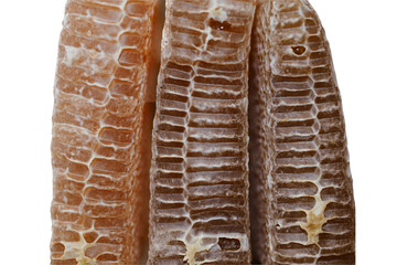 hexagon structure of  honeycomb from bee hive