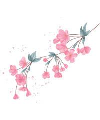 Obraz na płótnie Canvas Branch of blooming sakura with flowers, cherry blossom. Flower decoration