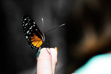 butterfly on hand