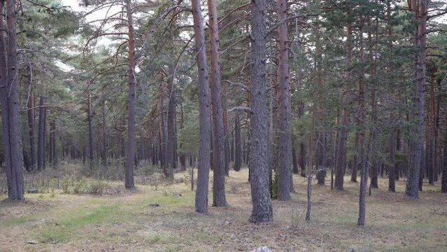 Static plane of a quiet Pinus sylvestris forest in Teruel, Spain