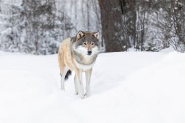 Fototapeta premium Wolf standing in the snow in beautiful winter landscape