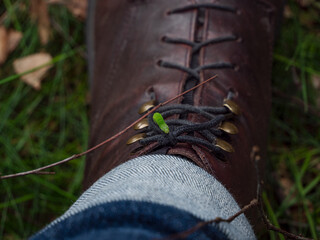 Green bug on a boot