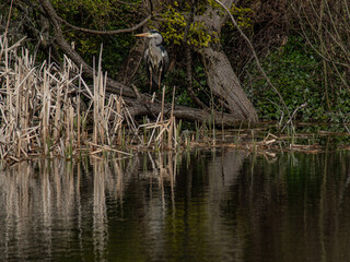 Heron at the lake