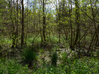 Fototapeta na wymiar Green sommer swamp