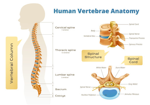 Vertebrae Anatomy Human Infographics