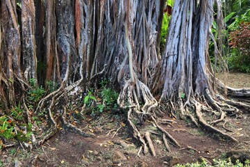 Ficus tree roots