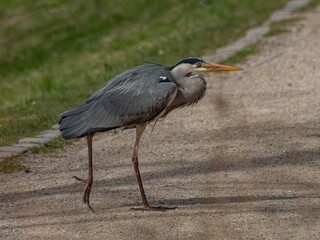 Heron crossing the road