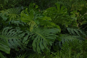 Cheese plant leaves dark background
