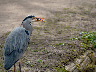 Heron cught fish 2
