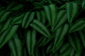 Dark exotic plant background