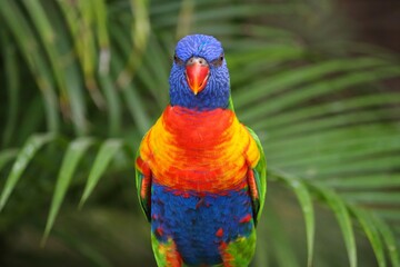 Rainbow lorikeet colorful parrot