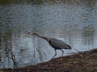 Heron fishing