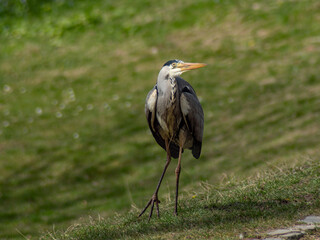 Heron walking