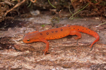 Closeup on a colorful red eft stage juvenile Red-spotted newt Notophthalmus viridescens