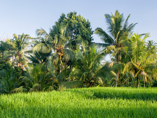 Indonesia, Bali, Ubud. Rice fields and palm trees.