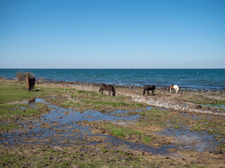 Horses at the beach denmark