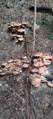 mushrooms in the forest